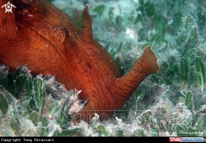 A Giant sea hare