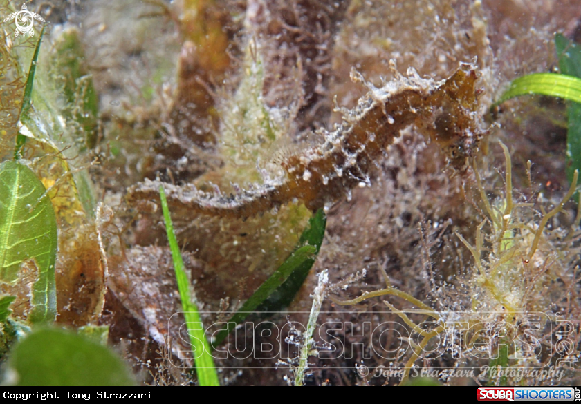 A White's seahorse