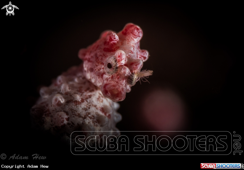 A Pygmy Seahorse 