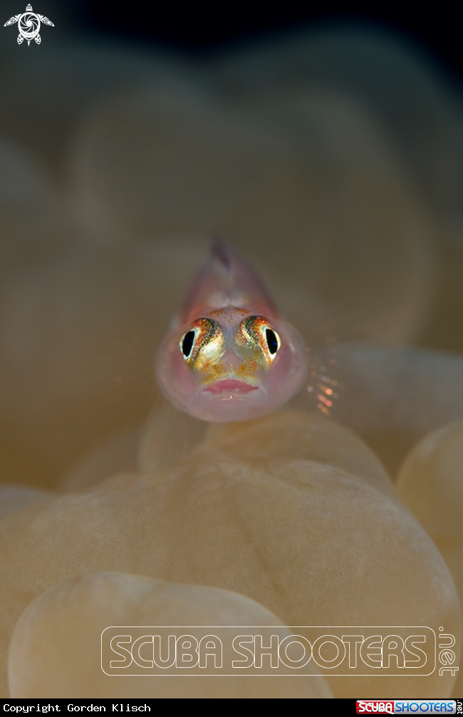 A underwater creature