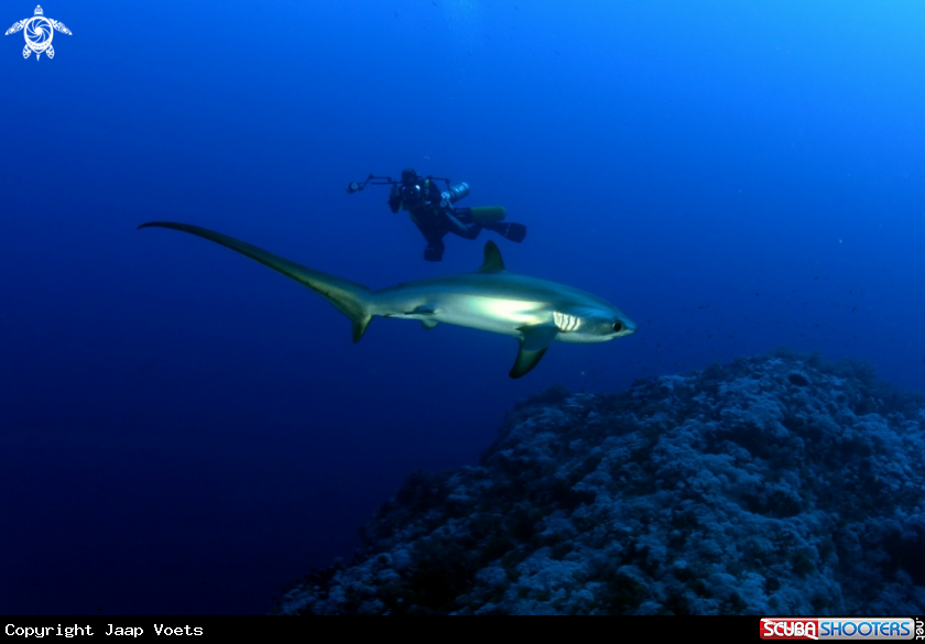 A Thresher shark