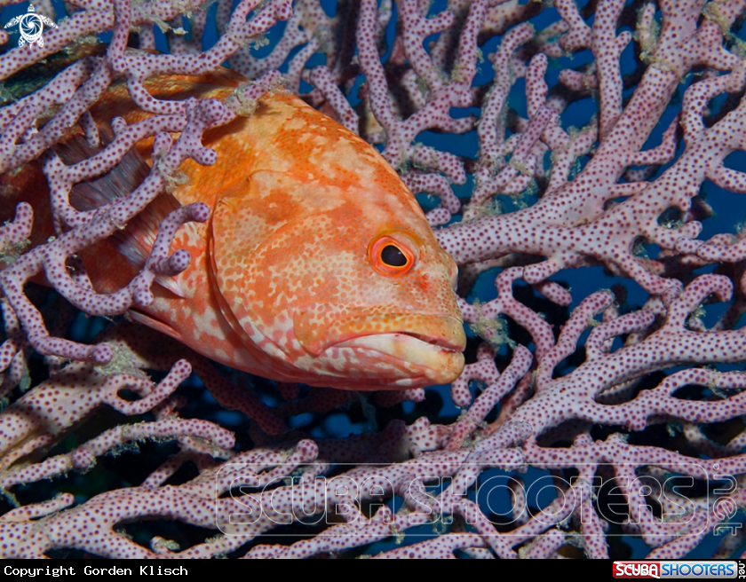 A underwater creature