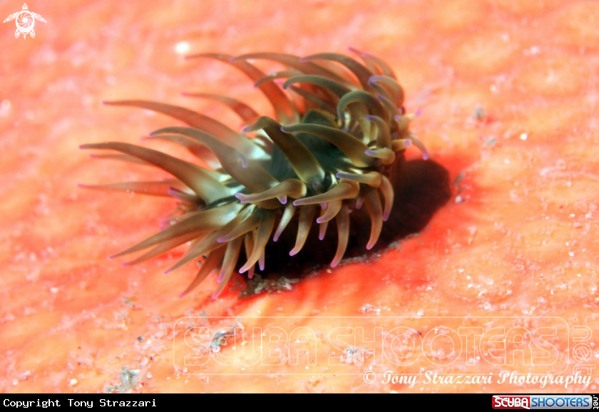 A Anemone on a sponge