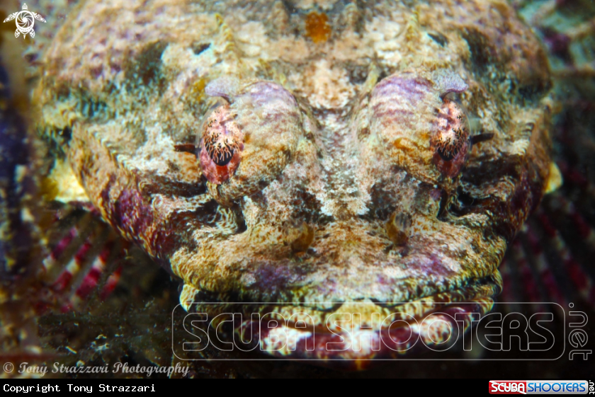 A Rock Flathead