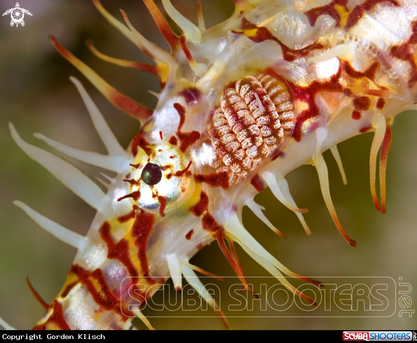 A underwater creature