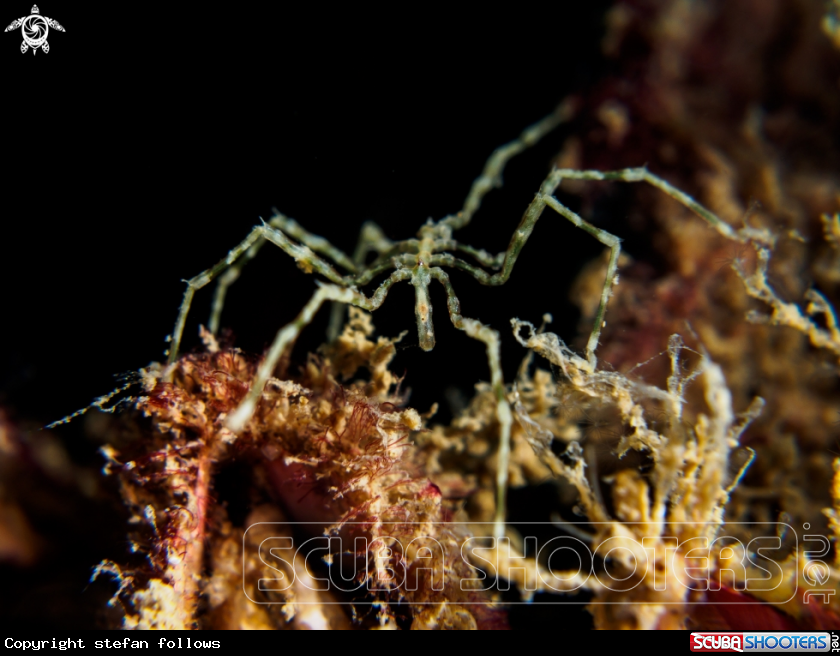 A Sea Spider