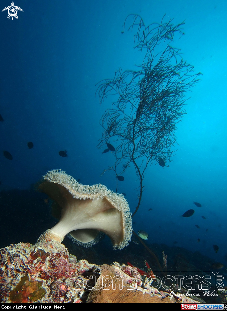 A Soft coral