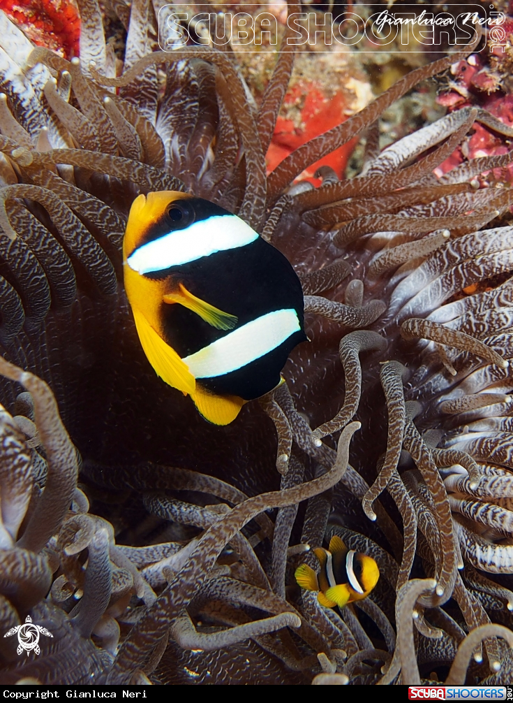 A Black clownfish