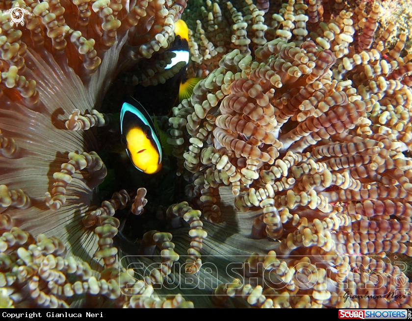 A Black clownfish