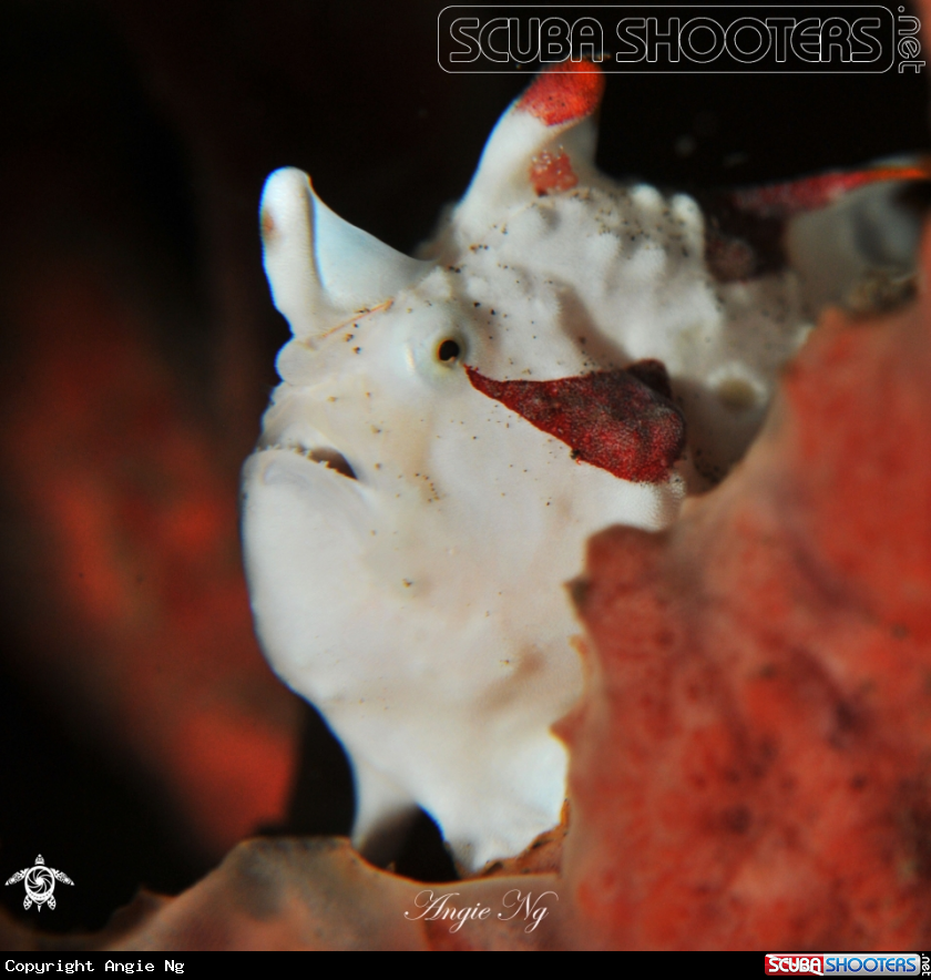 A Frogfish