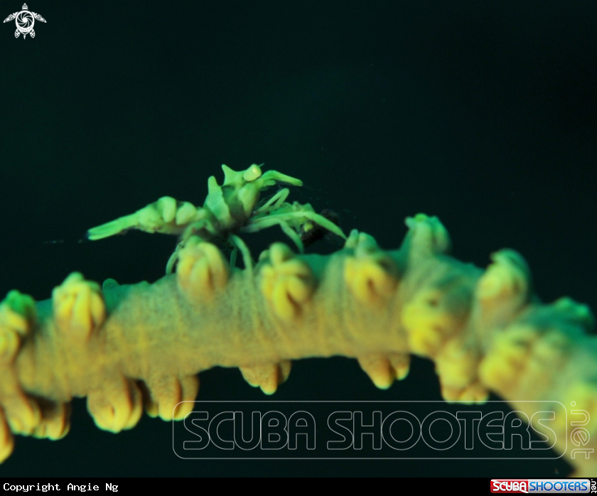 A Whip Coral Shrimp