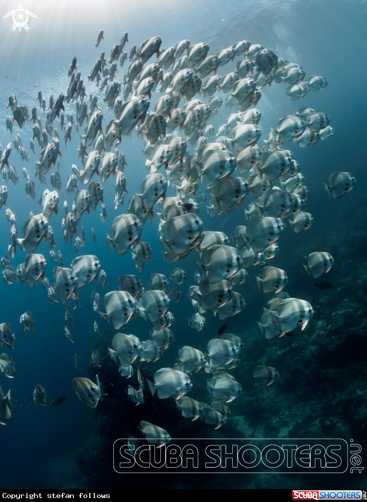 A Longfin Batfish