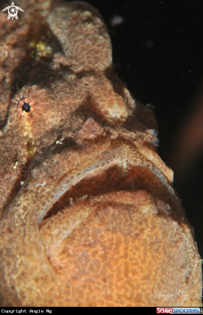 A Giant Frogfish