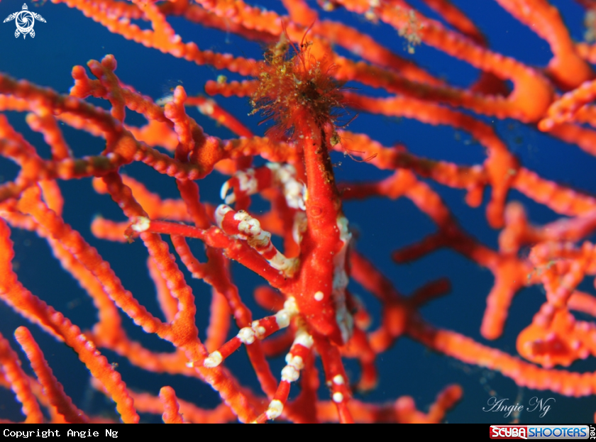 A Gorgonian Spider Crab