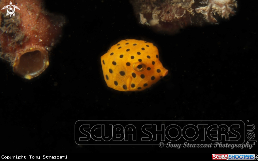 A Yellow Boxfish