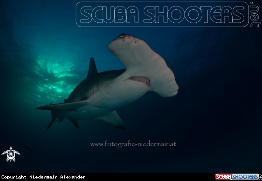 A Big Hammerhead 