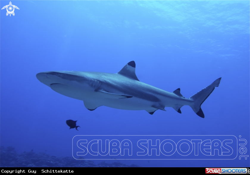 A Black point reef shark