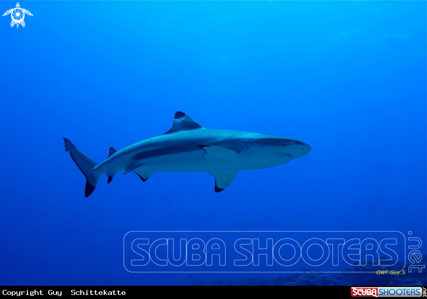 A black point reef shark