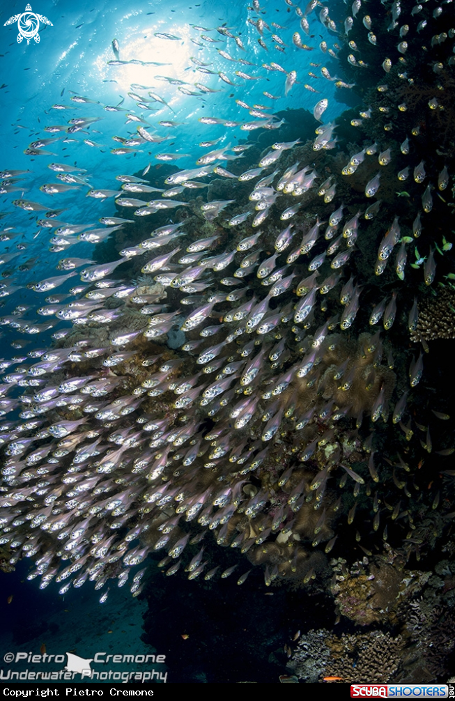 A underwater creature