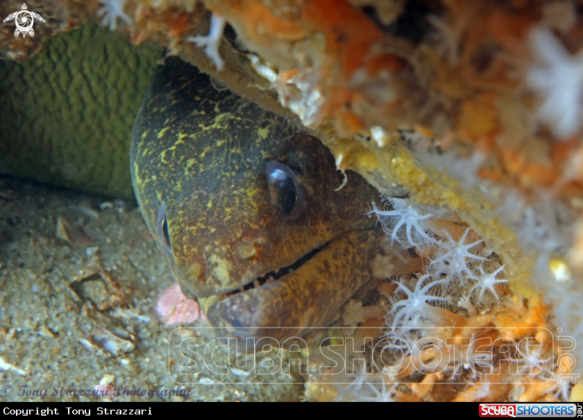 A Mosaic Moray