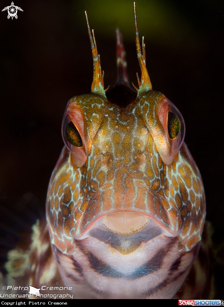 A underwater creature