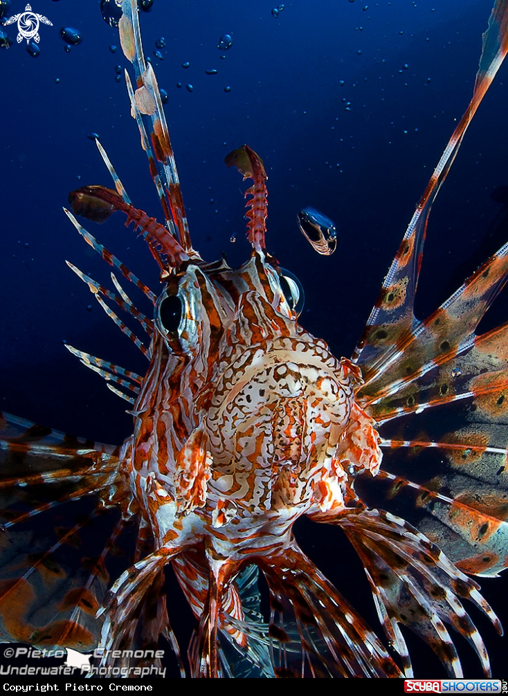 A underwater creature