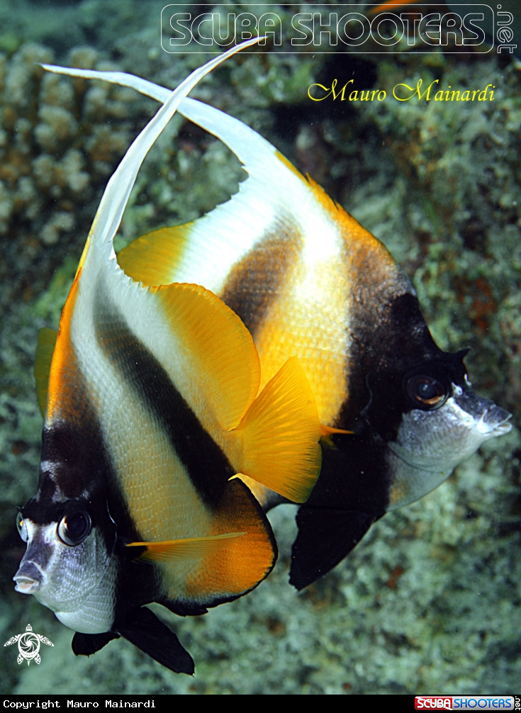 A Butterfly fish