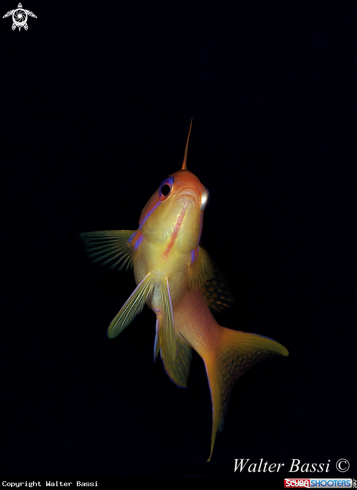 A Anthias