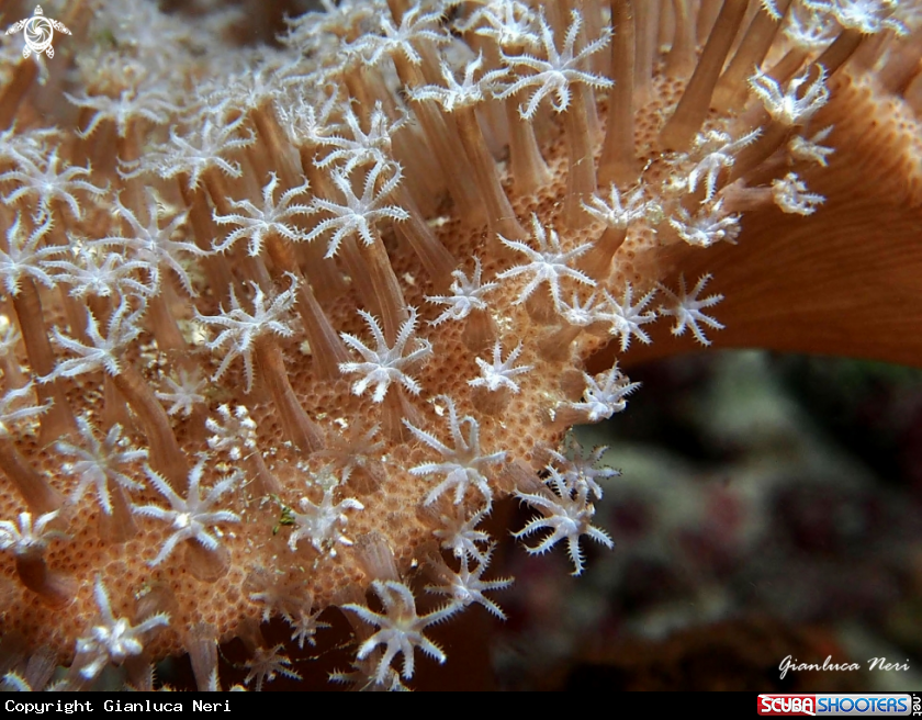 A Soft coral