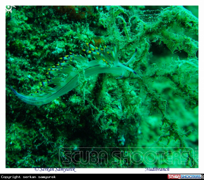 A Nudibranch