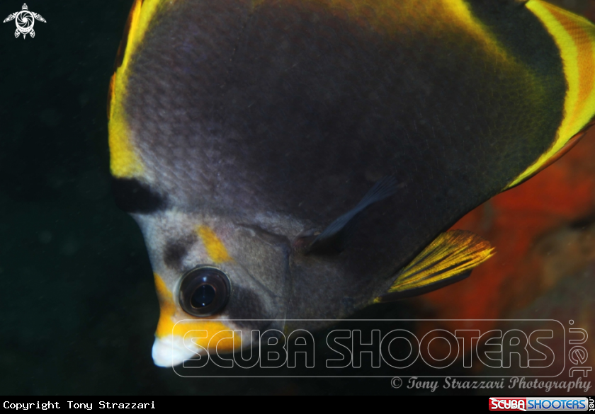 A Dusky Butterflyfish