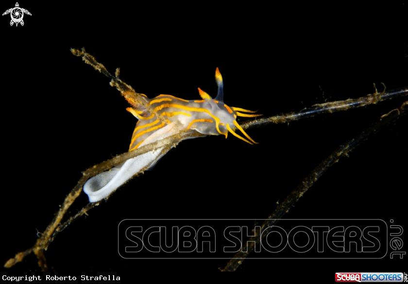 A Nudibranch Polycera 