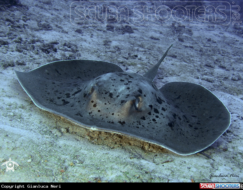 A Stingray