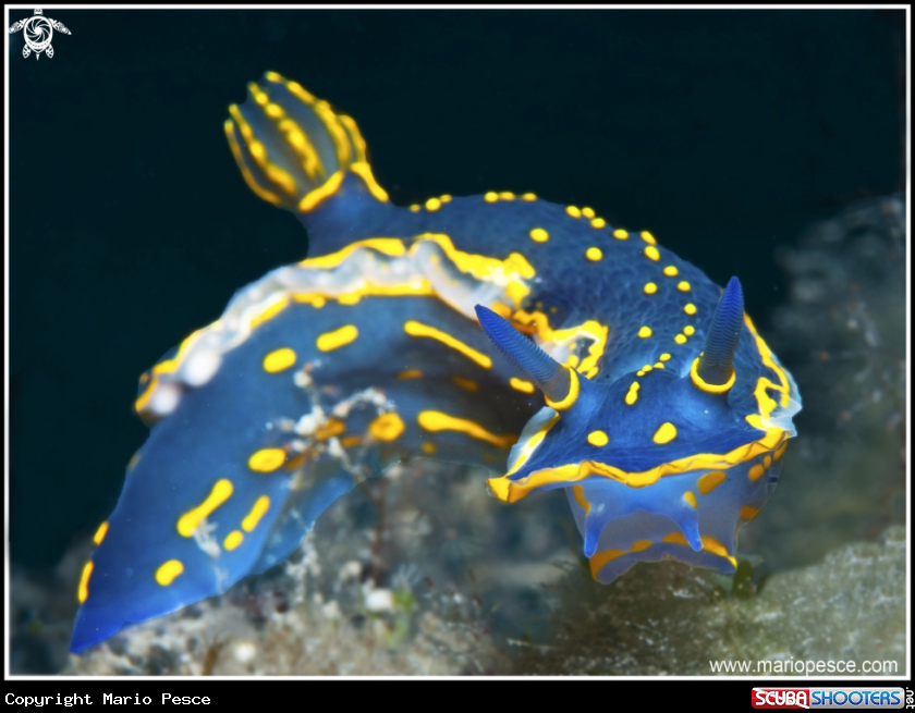 A Nudibranch