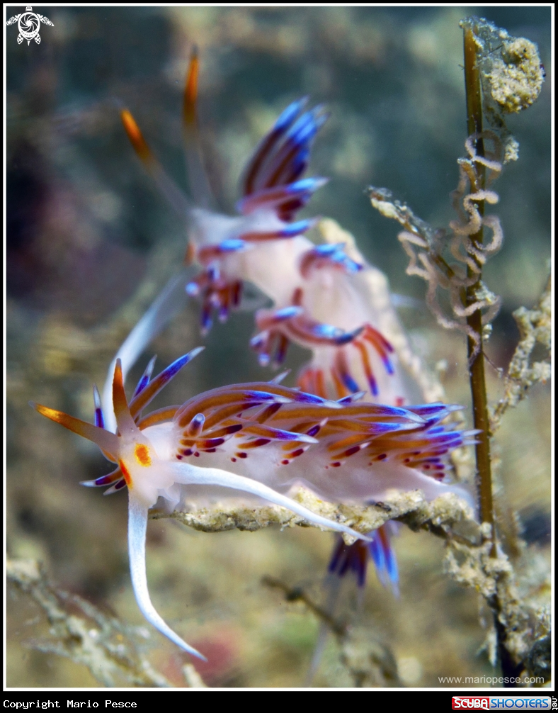 A Nudibranch