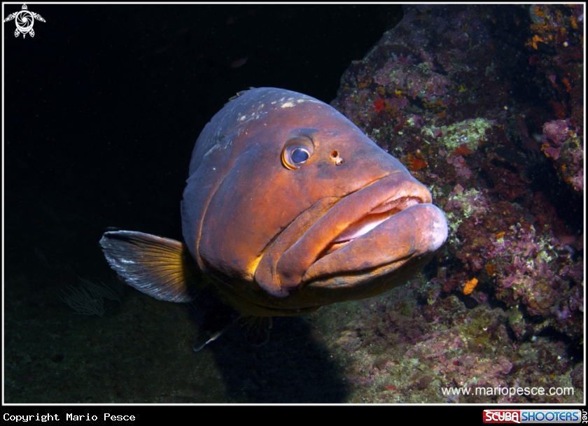 A Epinephelinae