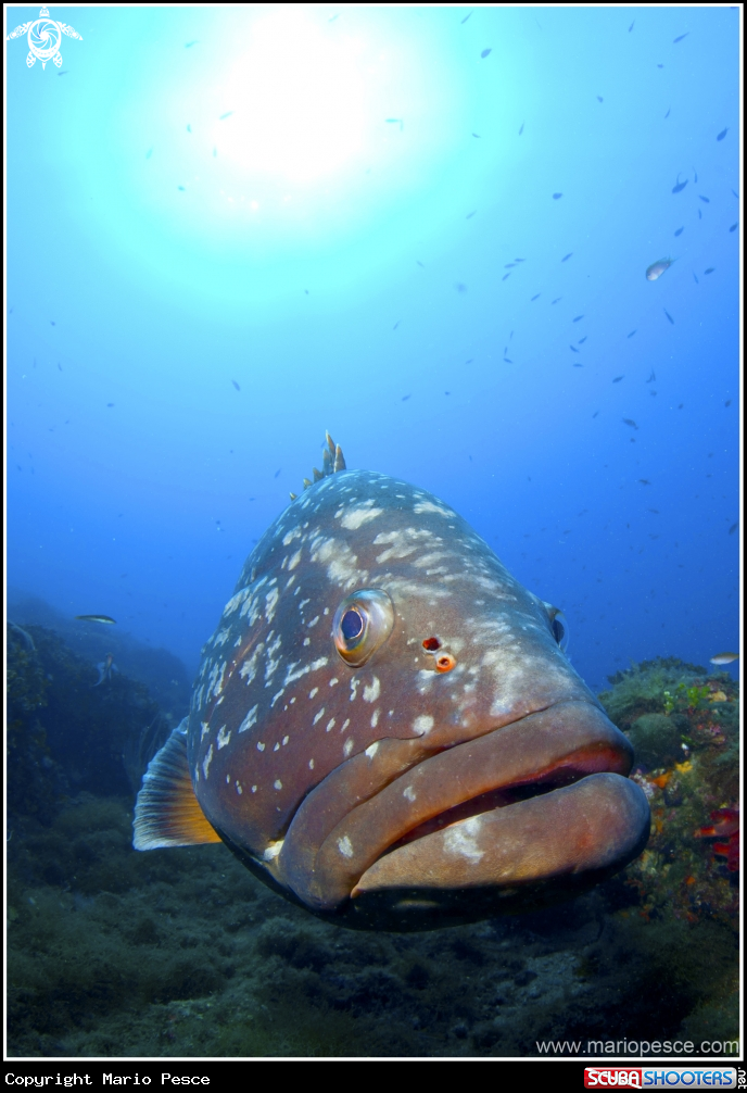 A Epinephelinae