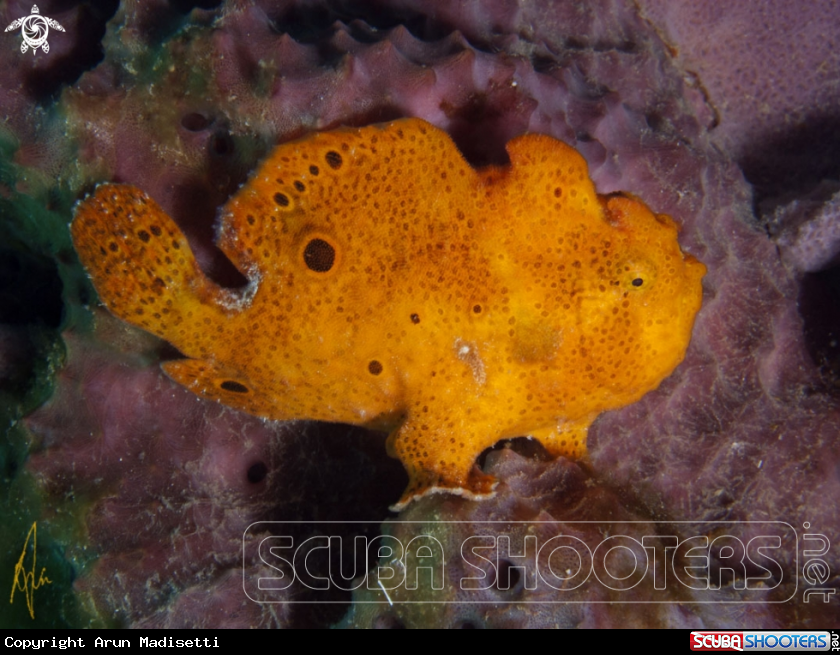 A Frogfish