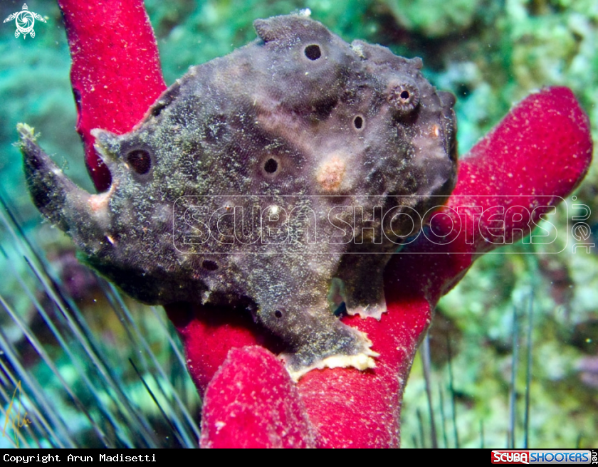 A Frogfish