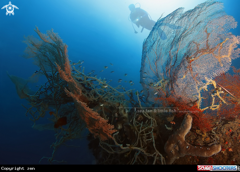 A sea fan