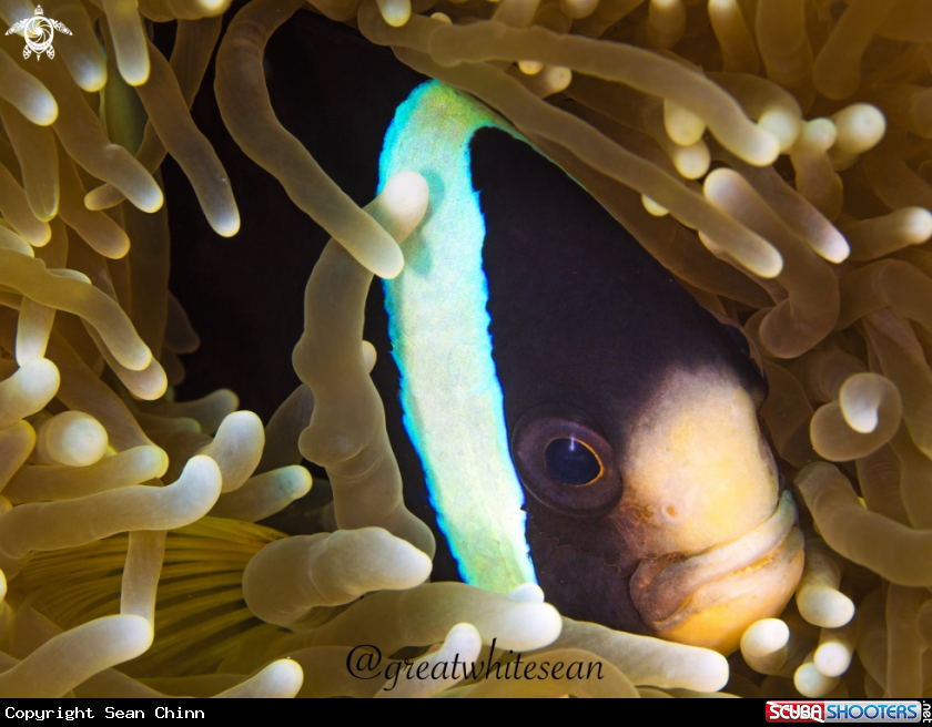 A Clarkii Clownfish