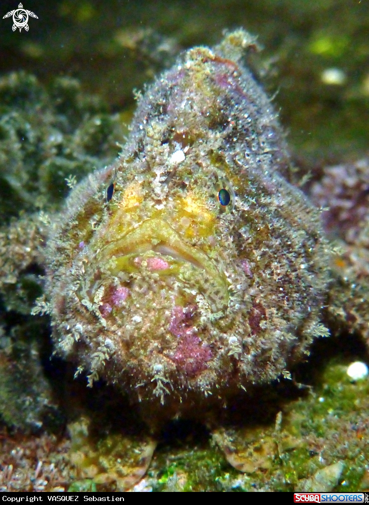 A Frog Fish