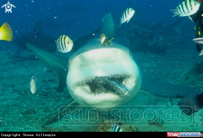 A Bull Shark