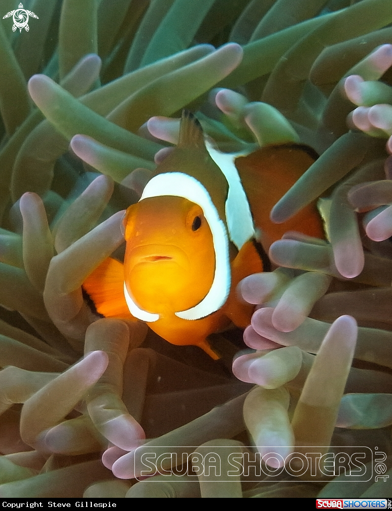 A Clown Fish