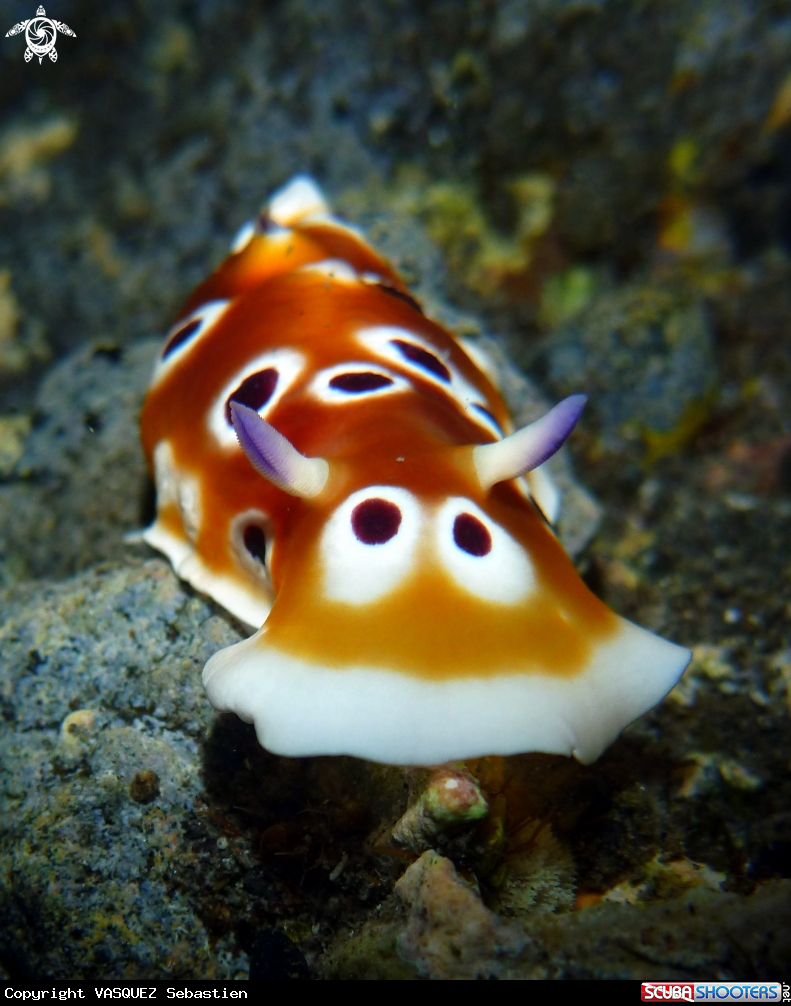 A Chromodoris cf.geminus