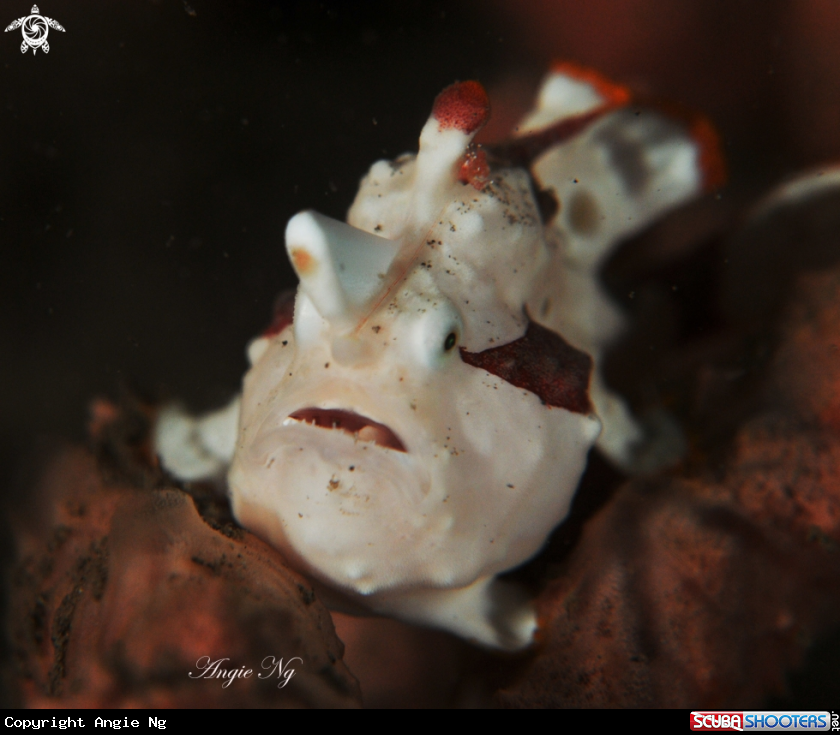 A Clown frogfish