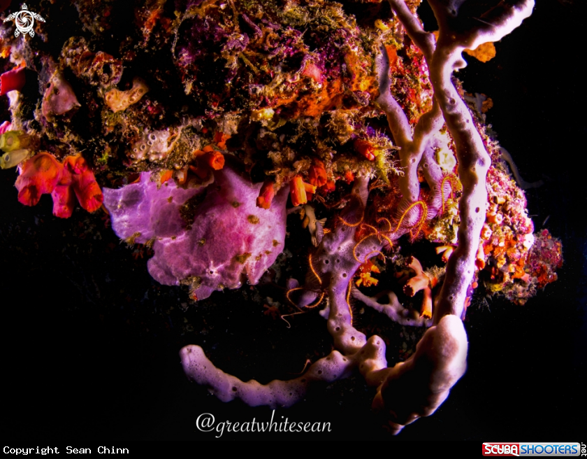 A Frogfish