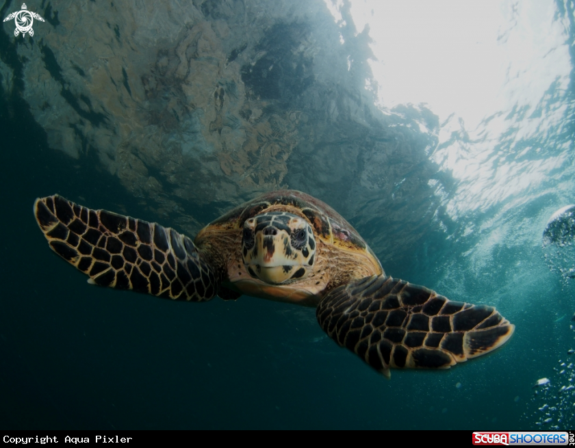 A Green Turtle