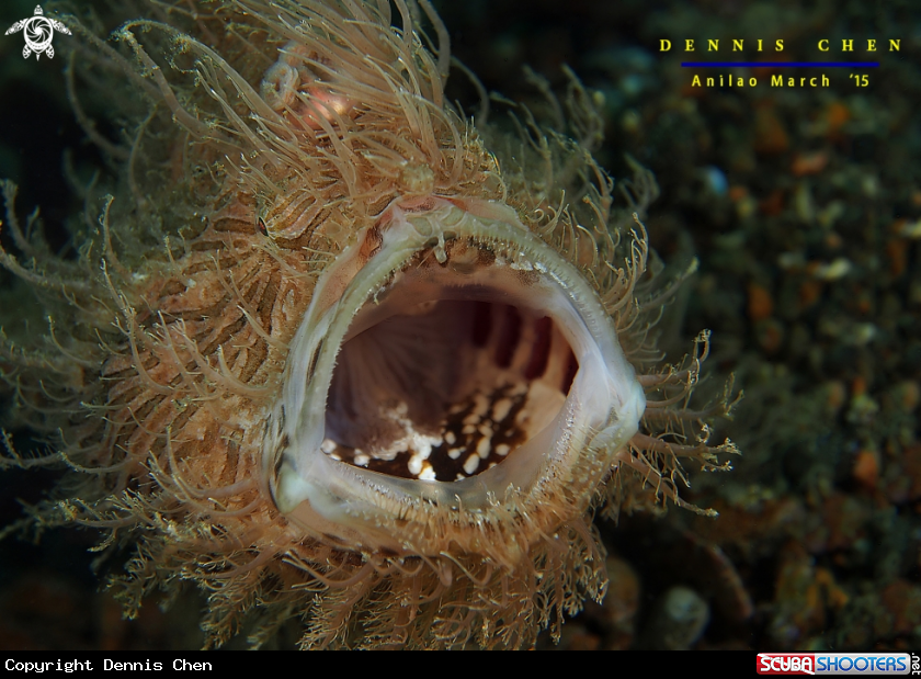 A Hairy Frogfish