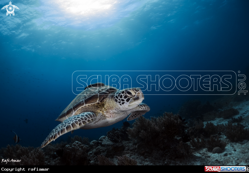 A Sea turtle